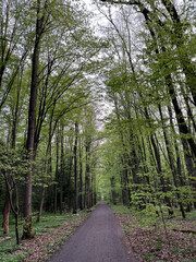 Young foliage on a tree in a forest, in a park. Vertical photo. Spring clear day
