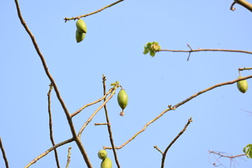 White Bombax ceiba fruits. Its common names White cotton tree, Malabar silk cotton tree, White silk cotton, White cotton tree, White silk cotton tree and White kapok.
