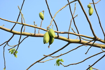 White Bombax ceiba fruits. Its common names White cotton tree, Malabar silk cotton tree, White silk cotton, White cotton tree, White silk cotton tree and White kapok.
