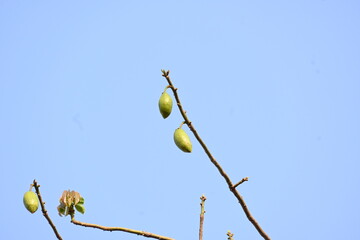 White Bombax ceiba fruits. Its common names White cotton tree, Malabar silk cotton tree, White silk cotton, White cotton tree, White silk cotton tree and White kapok.
