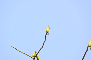 White Bombax ceiba fruits. Its common names White cotton tree, Malabar silk cotton tree, White silk cotton, White cotton tree, White silk cotton tree and White kapok.
