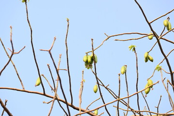 White Bombax ceiba fruits. Its common names White cotton tree, Malabar silk cotton tree, White silk cotton, White cotton tree, White silk cotton tree and White kapok.
