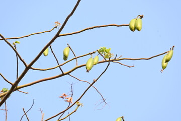 White Bombax ceiba fruits. Its common names White cotton tree, Malabar silk cotton tree, White silk cotton, White cotton tree, White silk cotton tree and White kapok.
