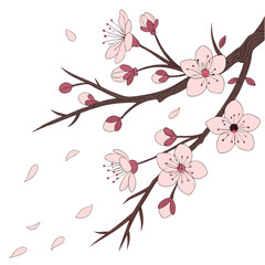 Cherry blossom branch with pink flowers and petals illustration vector
