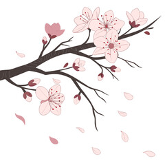 Cherry blossom branch with falling petals vector illustration on white