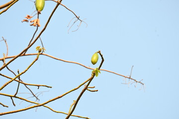 White Bombax ceiba fruits. Its common names White cotton tree, Malabar silk cotton tree, White silk cotton, White cotton tree, White silk cotton tree and White kapok.
