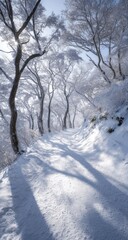 Snowy path through frosted trees. Sunlight filters through branches, casting long shadows on pristine snow