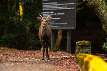 Young Sika Deer Standing on Forest Path in Japan
