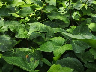 Fototapeta premium green leaves background