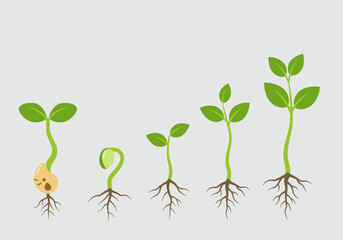 Cartoon illustration of a plant's life cycle, showing the stages of germination and growth from a seed to a young sprout with leaves.