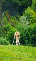Żyrafa Rotschilda z pochyloną głową pasie się w pobliżu gęstego lasu. Dzika przyroda uchwycona w spokojnym momencie. © Adam