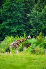 Żyrafa Rotschilda z uniesioną głową patrzy w stronę lasu w tle. Ujęcie z ogrodu zoologicznego, oddające spokój i elegancję zwierzęcia. © Adam