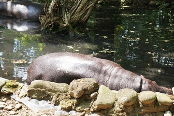 Hipopotam karłowaty odpoczywa w sadzawce, otoczony błotem i nasłonecznionym terenem. Ujęcie z ogrodu zoologicznego ukazujące chwile spokoju tego rzadkiego ssaka. © Adam