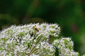 the spotted longhorn, female beetle on an wiild angelica flower