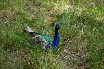 Paw indyjski siedzi spokojnie na ziemi, prezentując błękitne i zielone pióra. Ujęcie ukazuje majestatycznego ptaka w chwili odpoczynku, w naturalnym otoczeniu. © Adam