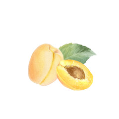 Composition of apricot, apricot halves and leaf, hand drawn watercolor illustration isolated on white background. Suitable for design, printing, etc.