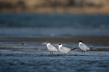 Elegant seabird Caspian tern stands still beside gentle waves under a warm golden morning.