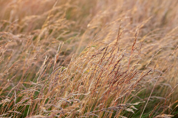 Agricultural field with growing fescue grass on it, close-up of ripe heads. Sunset time in prairies, golden light.