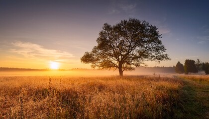 Fototapeta premium serene landscape of a lone tree against a golden sunrise in a misty field with soft grass and warm hues illuminating the tranquil scene