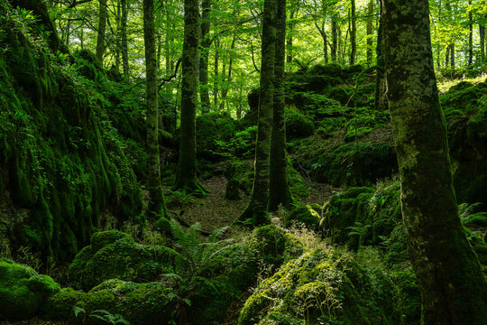 Lush green forest landscape in Sierra de Urbasa