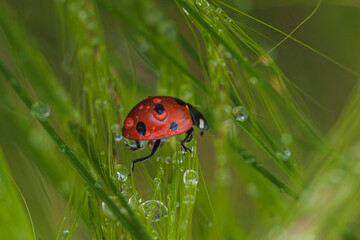 ladybug on grass