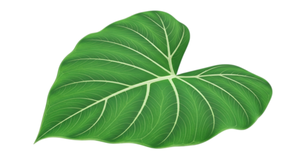 A vibrant green tropical leaf with intricate veins, isolated on transparent background, showcasing the beauty of nature and botanical details in a single, artistic illustration of foliage