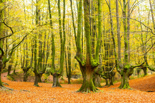 Autumn forest landscape in Gorbea Natural Park