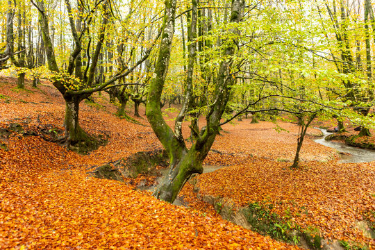 Autumn landscape in Gorbea Natural Park, Basque Country