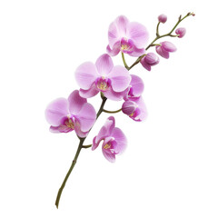 Close-up of a light pink orchid branch against black background.  Soft, delicate blossoms and stems