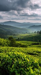 Fototapeta premium Lush tea fields stretch across rolling hills under a dramatic sky