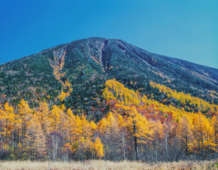 戦場ヶ原のカラマツ林と男体山