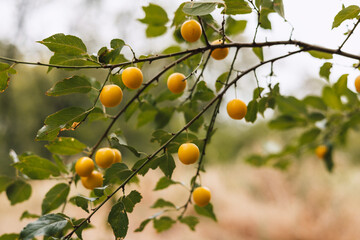 Yellow plums hang from a branch, a delightful image of nature's bounty in the countryside. A close-up shot showcases yellow plums growing on a branch, set against a blurred background of tall grass.