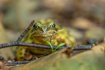 Danish green tree frog close up 2024