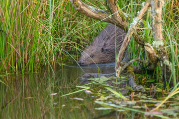 Danish beaver in northern Jutland swimming in the river 2024
