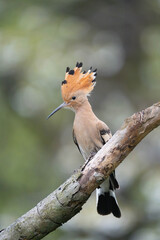 Eurasian Hoopoe © Ondej