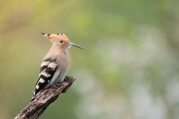 Eurasian Hoopoe © Ondej