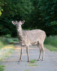 white tailed deer