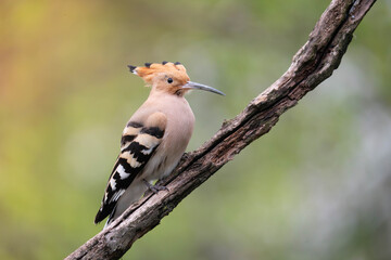 Eurasian Hoopoe