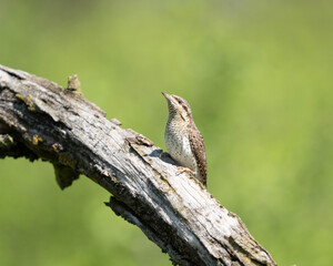 Eurasian wryneck