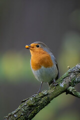 Red robin