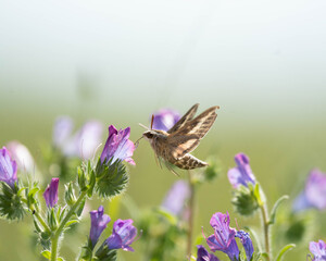 Hummingbird hawk moth