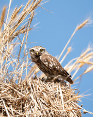 Little owl