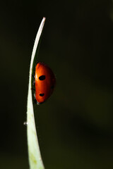 Ladybug