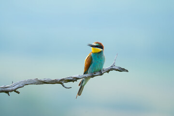 bee-eater