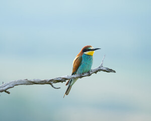 European bee-eater 