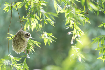 Eurasian penduline tit