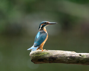 kingfisher, bird, wildlife, blue, green, nature, animal, colorful