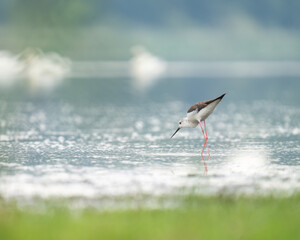 Black-winged stilt