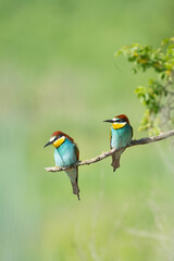 European bee-eater 
