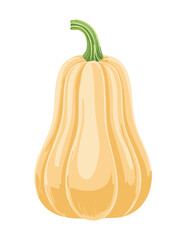 Fresh Butternut Squash Whole Vegetable - Vector Illustration